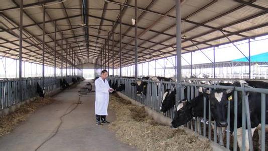 奶牛場(chǎng)圖片 奶牛場(chǎng)降溫安裝超大型工業(yè)吊扇圖片